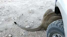 Couple capture intense moments of lions using their vehicle as shade cover