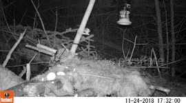 Persistent mouse finally latches onto feeder after multiple jumps