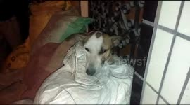 Hero stray dog shot and injured chasing off armed robbers in Delhi