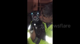 Chihuahua not at all happy to be getting kisses from his daddy