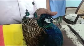 Peacock savaged by dog then saved after 2-hour surgery