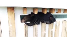Bear cub rescued after getting stuck on 60ft high window ledge in search of food