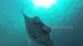 Diving with huge manta rays