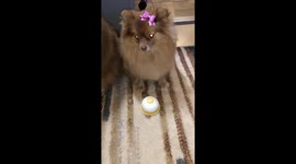 Impatient dog rings bell for food