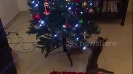 Little kitten is so excited to play with the Christmas tree!