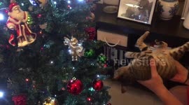 Kitten meets Christmas tree