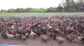 A farmer feeding his ducks.