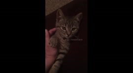 Cute kitten stretching her paws and purring