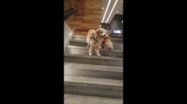 Blind rescued dog has his own service dog to guide him when he goes out and about