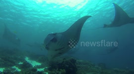 Diving with Manta Rays