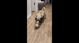 Pug faces off against robot counterpart. Guess who wins?