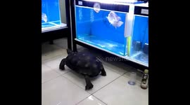 a large turtle walks like a king watching a fish festival in the desert