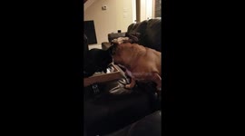 Dramatic Bulldog