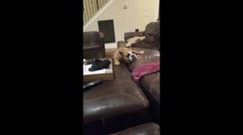 Cute and Determined Bulldog