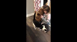Girl, mini horse and cat share beautiful friendship