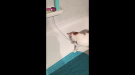 Cat playing in bathtub