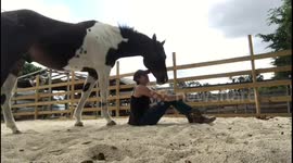 Hilarious horse seeks attention