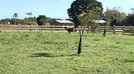 Vocal horse enjoys the cool weather outside