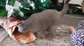 Self-wrapping Christmas Cat!