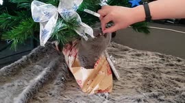 Feeding your Christmas cat!