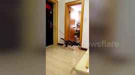 Energetic husky moonwalks on slippery floor