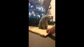 Scooter the cat gets wrapped Egyptian-style for Christmas