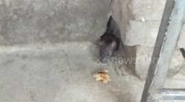Rat family eating lots of food