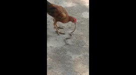 Farmer stunned after his pet hen swallows cobra like a strand of spaghetti