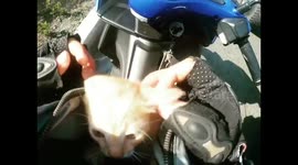 Bus driver stops traffic to save lost kitten on road before passing biker adopts it