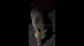 Friendly Fox in Croydon