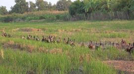 Ducks waddling home after a day in a paddy field.