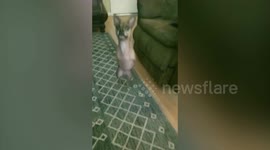 Adorable Chihuahua with no front legs bounces around like a Kangaroo