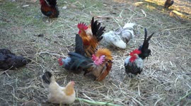 Small rooster chickens.