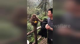 Cheeky monkey wipes dirty hand on tourist’s clothes