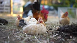 Small rooster chickens.