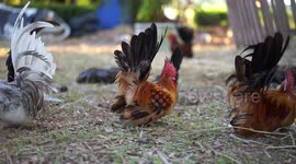 Adorable mini roosters walk around farm in Thailand
