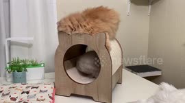 Fluffy Cat and Bunny are friends