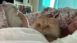 Fluffy Cats came for some cuddles