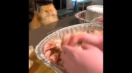 Fluffy cat supervises the cooking of turkey breasts