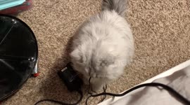 Fluffy Cat wants computer cord