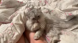 Fluffy Cat Licking Paws