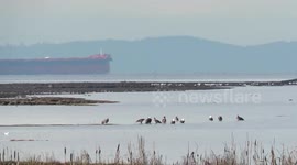 Bald eagles and ships