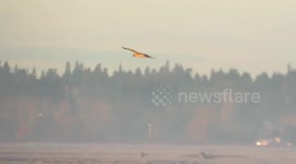 Northern harrier hunting the delta marsh