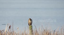 Northern harrier on a post in the Fraser river