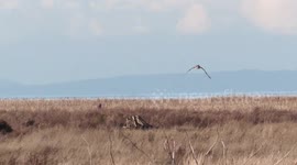 Short eared owl hunting the marsh