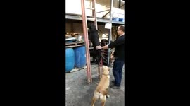Black lab dog climbing ladder