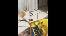 Dog wakes up when he hears the sound of snacks