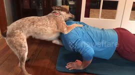 Dog wants to workout with Dad