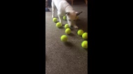 'The agony of choice?' Dogs surprised and confused by a whole bag of tennis balls