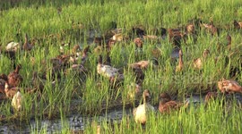 Ducks make love in a paddy field.